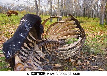 An animal carcass View Large Photo Image Stock Photo - An animal carcass. Fotosearch