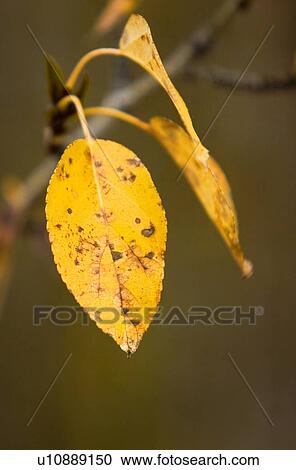 Autumn leaves on branch View Large Photo Image Stock Image - Autumn leaves on branch. Fotosearch