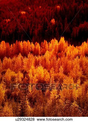 Stock Photo - Autumn trees. Fotosearch