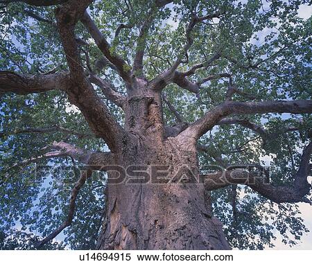 Baobab tree, Tanzania, Africa View Large Photo Image Stock Photography - Baobab tree, Tanzania, Africa. Fotosearch