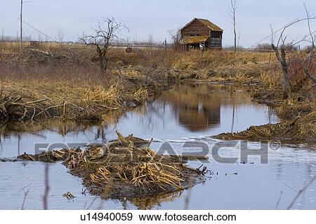 Beaver dam in secluded area View Large Photo Image Stock Photo - Beaver dam in secluded area. Fotosearch