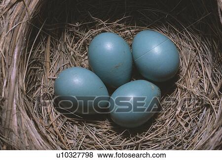 Blue eggs in a nest View Large Photo Image Stock Photo - Blue eggs in a nest. Fotosearch