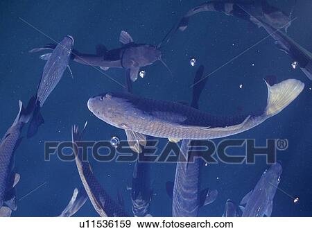 Carp school of fish View Large Photo Image Stock Photo - Carp school of fish. Fotosearch