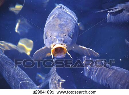 Carp swimming View Large Photo Image Stock Photography - Carp swimming . Fotosearch