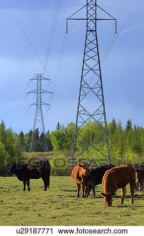 Cattle graze in field with electrical lines View Large Photo Image Stock Image - Cattle graze in field with electrical lines. Fotosearch