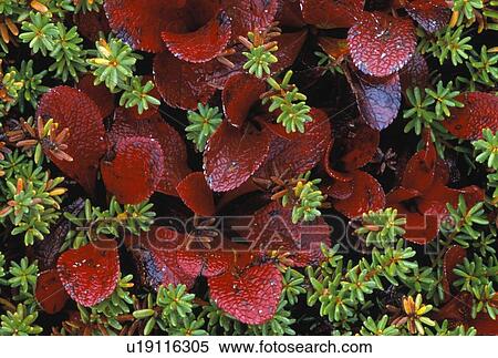Stock Photography - Close up of tundra foliage. Fotosearch