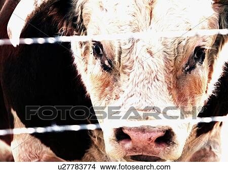 Picture - Closeup of a bull's face. Fotosearch