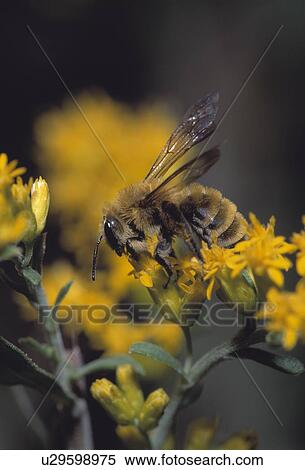 Closeup of a bumble bee View Large Photo Image Stock Photography - Closeup of a bumble bee. Fotosearch