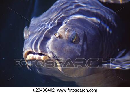 Stock Image - Closeup of carp fish. Fotosearch