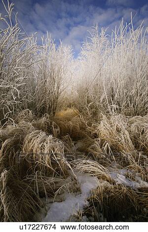Closeup of frosty grass View Large Photo Image Picture - Closeup of frosty grass. Fotosearch