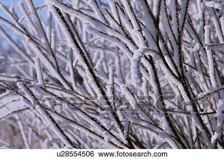 Closeup of hoarfrost View Large Photo Image Stock Photograph - Closeup of hoarfrost. Fotosearch