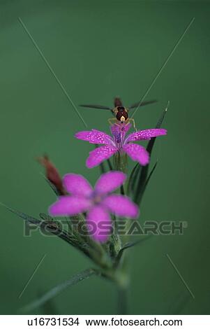 Closeup of insect on flower View Large Photo Image Picture - Closeup of insect on flower. Fotosearch