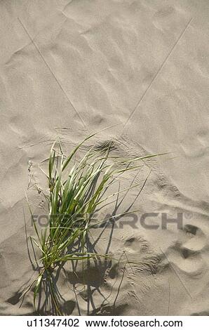 Closeup of sand and grass View Large Photo Image Stock Image - Closeup of sand and grass. Fotosearch