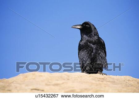 Common raven sitting on a boulder View Large Photo Image Stock Photo - Common raven sitting on a boulder. Fotosearch