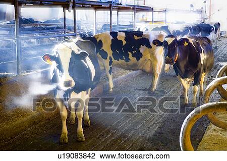 Stock Image - Dairy cows in barn. Fotosearch