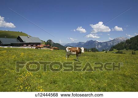 Dairy cows near Lofer, Austria View Large Photo Image Stock Photo - Dairy cows near Lofer, Austria. Fotosearch