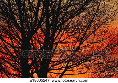 Deciduous tree at sunrise View Large Photo Image Stock Photo - Deciduous tree at sunrise. Fotosearch
