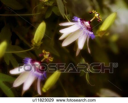 Delicate blossoms View Large Photo Image Stock Photo - Delicate blossoms. Fotosearch