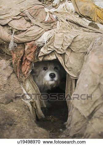 Stock Image - Dog peeks out of hole. Fotosearch
