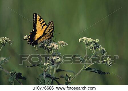 Eastern tiger swallowtail butterfly View Large Photo Image Stock Photograph - Eastern tiger swallowtail butterfly. Fotosearch