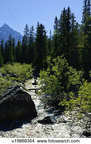 Picture - Forest landscape. Fotosearch