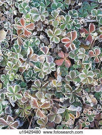 Frost on colorful leaves View Large Photo Image Stock Image - Frost on colorful leaves. Fotosearch