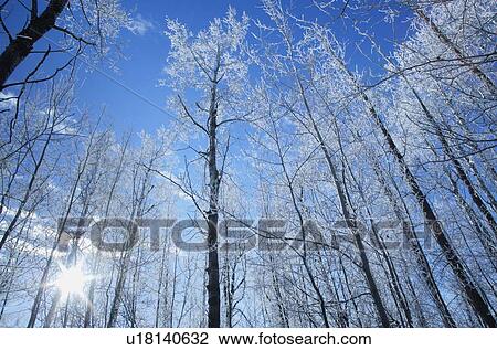 Stock Image - Frost on trees in forest. Fotosearch