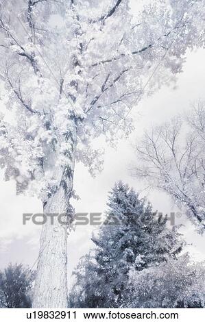 Frosted Tree View Large Photo Image Stock Image - Frosted Tree. Fotosearch
