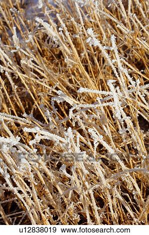 Stock Photo - Frosty grass. Fotosearch