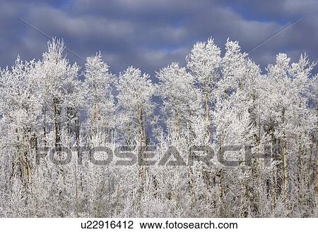 Frosty trees View Large Photo Image Stock Image - Frosty trees. Fotosearch