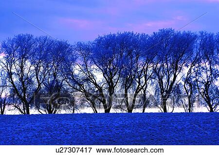 Frosty trees View Large Photo Image Stock Photo - Frosty trees. Fotosearch