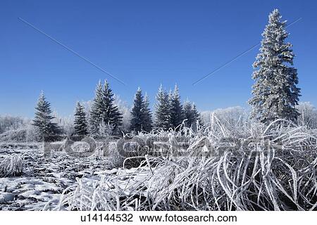 Frosty winterland View Large Photo Image Stock Image - Frosty winterland. Fotosearch