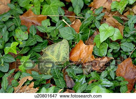 Greenery and dried leaves together View Large Photo Image Stock Photo - Greenery and dried leaves together. Fotosearch