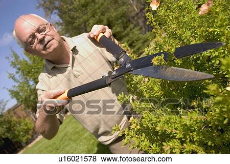 Stock Photo - Hedges being trimmed. Fotosearch