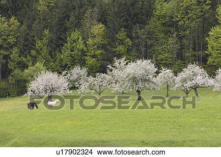 Picture - Horses grazing by apple trees in bloom in Bavarian landscape. Fotosearch