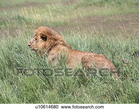 Male lion in tall grass View Large Photo Image Stock Image - Male lion in tall grass. Fotosearch