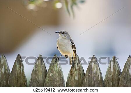 Mockingbird on a fence View Large Photo Image Stock Image - Mockingbird on a fence. Fotosearch