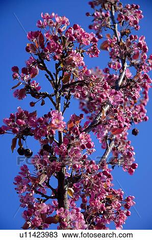 Purple flowers on tree View Large Photo Image Stock Image - Purple flowers on tree. Fotosearch