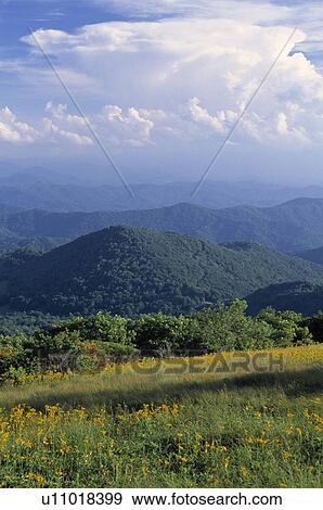 Roan Mountain and ragwort wildflowers View Large Photo Image Stock Photo - Roan Mountain and ragwort wildflowers . Fotosearch