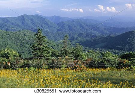 Roan Mountain, ragwort wildflowers and Blue Ridge Mountains View Large Photo Image Stock Image - Roan Mountain, ragwort wildflowers and Blue Ridge Mountains. Fotosearch