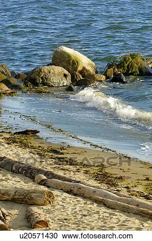 Sandy shore with rocks and sea weed View Large Photo Image Stock Image - Sandy shore with rocks and sea weed. Fotosearch