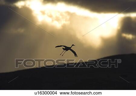 Silhouette of flying sandhill crane against sunset View Large Photo Image Picture - Silhouette of flying sandhill crane against sunset. Fotosearch