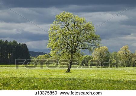 Single tree in springtime meadow with storm clouds View Large Photo Image Stock Image - Single tree in springtime meadow with storm clouds. Fotosearch