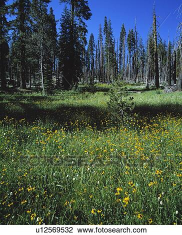Spring meadow filled with flowers View Large Photo Image Stock Image - Spring meadow filled with flowers. Fotosearch
