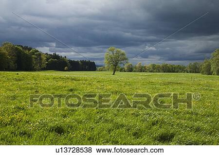 Springtime meadow with trees View Large Photo Image Stock Photo - Springtime meadow with trees. Fotosearch