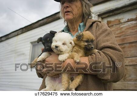 Stock Photography - Three puppies. Fotosearch