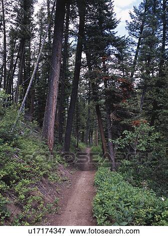 Trail in mountainside forest View Large Photo Image Stock Photo - Trail in mountainside forest. Fotosearch