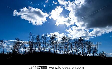 Trees in silhouette View Large Photo Image Stock Photo - Trees in silhouette. Fotosearch