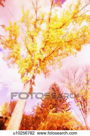 Stock Image - trees. Fotosearch