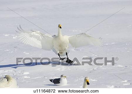 Whooper swan landing on the snow with other swans and gulls View Large Photo Image Stock Image - Whooper swan landing on the snow with other swans and gulls. Fotosearch